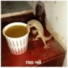 пю чи