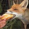 Reaction Foxes 12