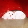 🐹 Hamsters 16