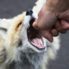 Reaction Foxes 13