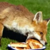 Reaction Foxes 14