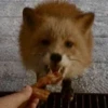 Reaction Foxes 15