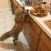 Reaction Foxes 16