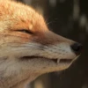Reaction Foxes 17