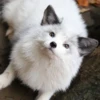 Reaction Foxes 18