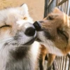 Reaction Foxes 19