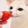 Reaction Foxes 20