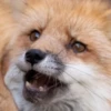 Reaction Foxes 21