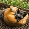 Reaction Foxes 22