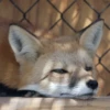 Reaction Foxes 23