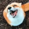 Reaction Foxes 24