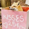 25¢ KISSES For more pack www.v