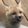 Reaction Foxes 26