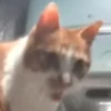 Hello Street Cat 5