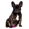 Frenchie Sticker Pack 5