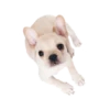 Frenchie Sticker Pack 6