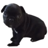 Frenchie Sticker Pack 7
