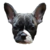 Frenchie Sticker Pack 8