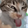 Hello Street Cat 6