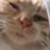 Hello Street Cat 7