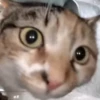Hello Street Cat 8
