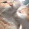 Hello Street Cat 9