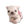 Frenchie Sticker Pack 9