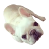 Frenchie Sticker Pack 13