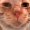 Hello Street Cat 11