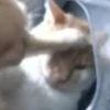 Hello Street Cat 12