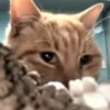 Hello Street Cat 13