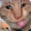 Hello Street Cat 14