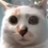 Hello Street Cat 16