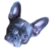 Frenchie Sticker Pack 14