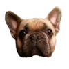 Frenchie Sticker Pack 15