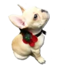 Frenchie Sticker Pack 16