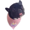 Frenchie Sticker Pack 17