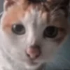 Hello Street Cat 17