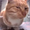 Hello Street Cat 18