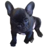 Frenchie Sticker Pack 18