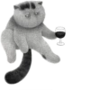 Grey cat 6