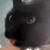 Hello Street Cat 19