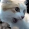 Hello Street Cat 20