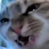 Hello Street Cat 22