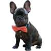 Frenchie Sticker Pack 22
