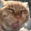 Hello Street Cat 23