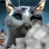 Hello Street Cat 24