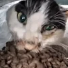 Hello Street Cat 25