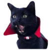Goddamn cats 27