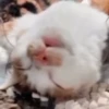 Hello Street Cat 26